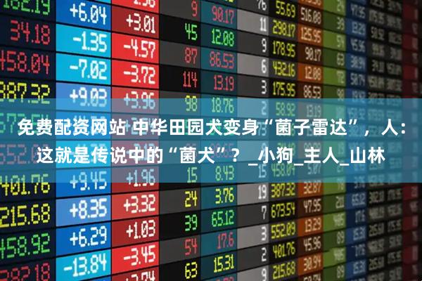 免费配资网站 中华田园犬变身“菌子雷达”，人：这就是传说中的“菌犬”？_小狗_主人_山林